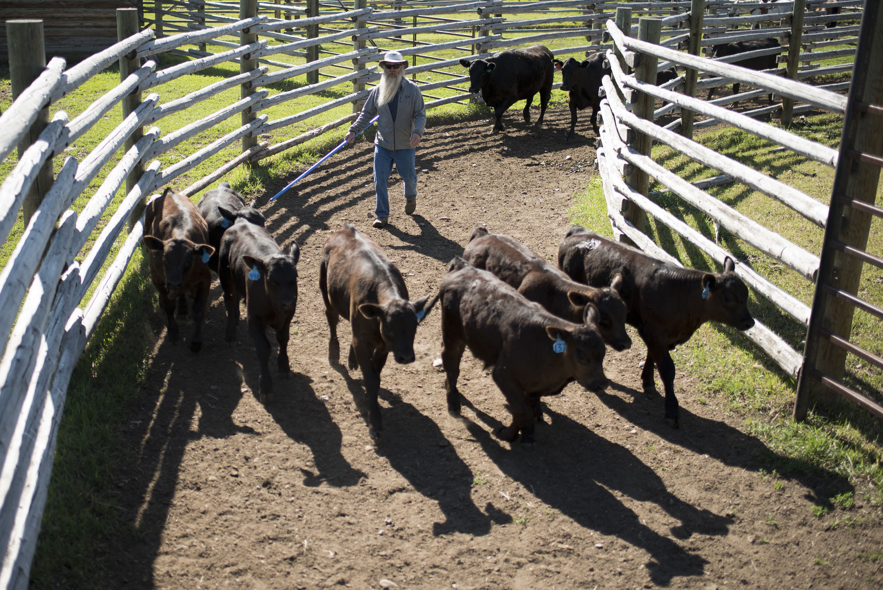 Mead Ranch branding